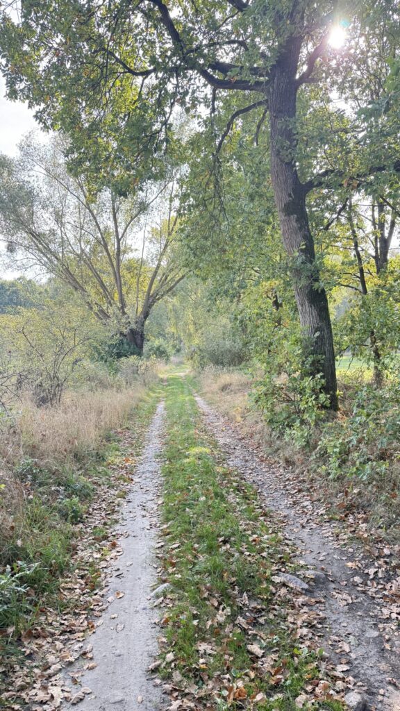 Ziemia rolna 1,6832 ha, IVa,IVb, idealna również na siedlisko, rekreację itp.